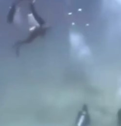 Sợ hãi xem khoảnh khắc cá mập điên cuồng lao tới tấn công nhóm thợ lặn